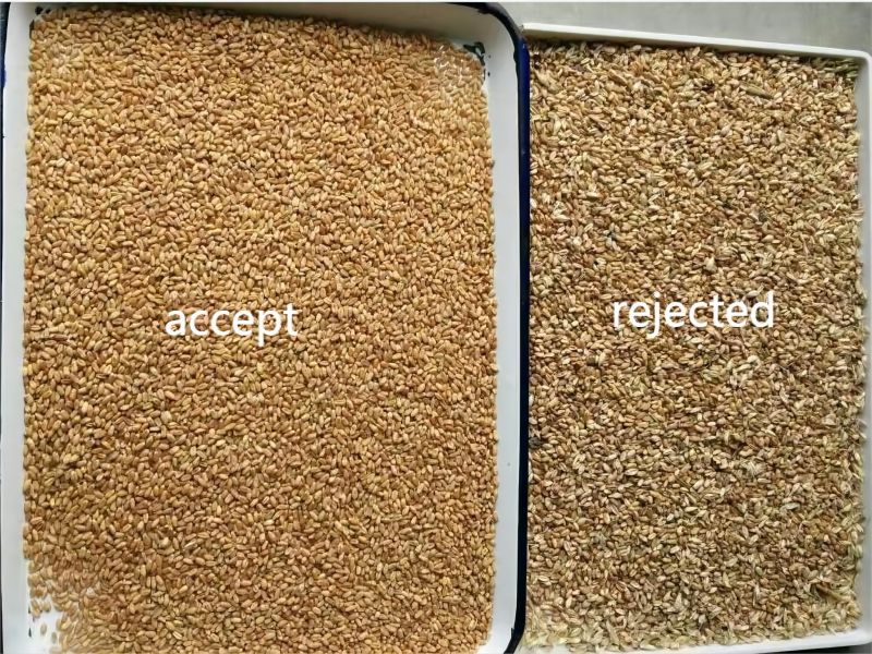 Selezionatrice colorata del grano installata presso il cliente