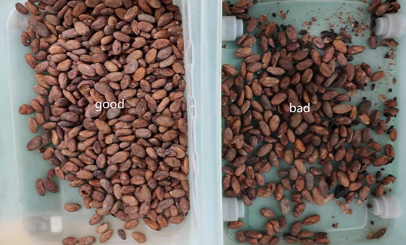  color sorter for cocoa bean