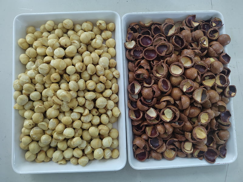 macadamia nuts color sorter