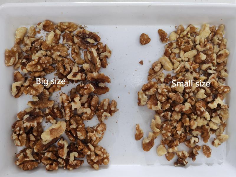 Selezionatrice per dimensioni di noccioli di noce Topsort a 1 scivolo