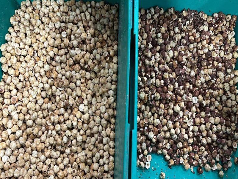 Topsort Più popolare Mini selezionatrice di colori per nocciole