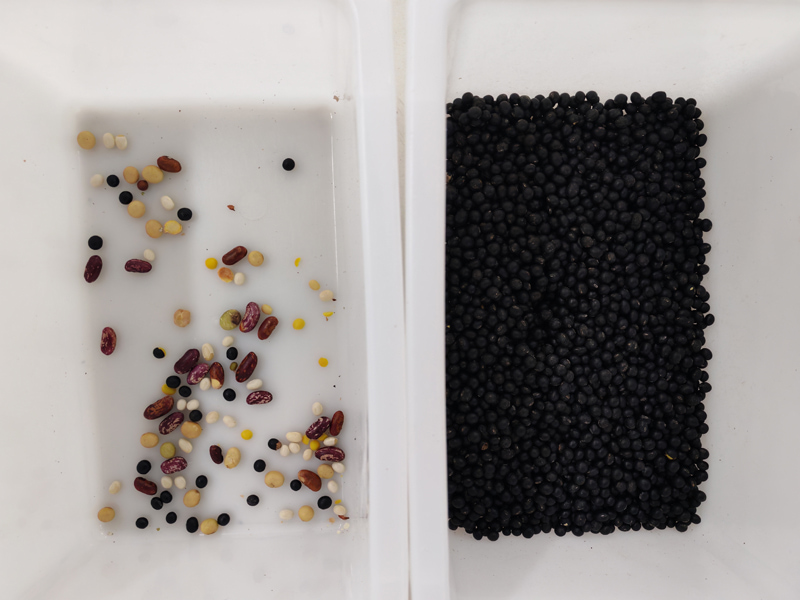 Mini selezionatrice per colore per fagioli neri con precisione di selezione del 99,99%