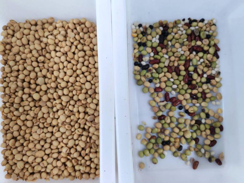 Mini selezionatrice per colore TOPSORT per la selezione della soia con una precisione di selezione del 99,99%