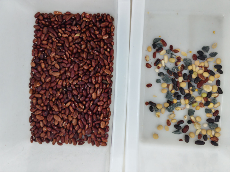 Selezionatrice per colore di fagiolini TOPSORT Mini con buone prestazioni di selezione