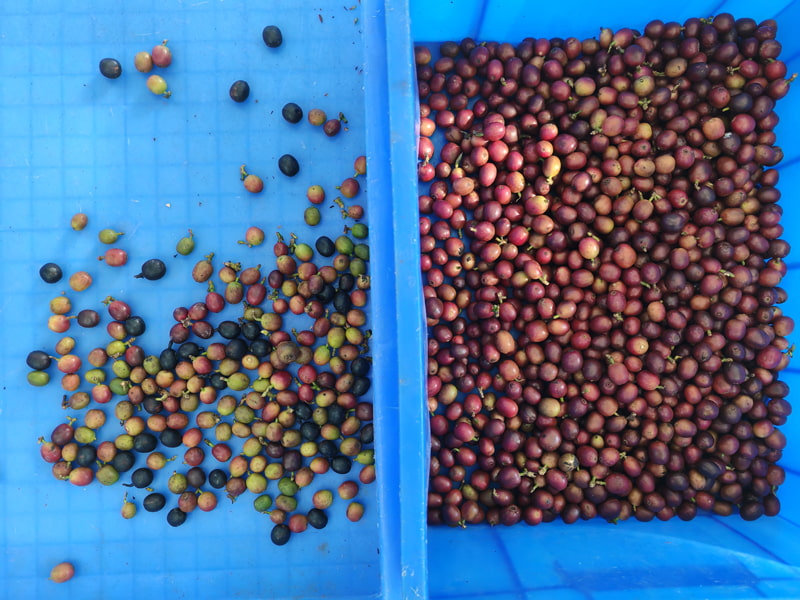 TOPSORT high accuracy coffee cherry color sorter machine