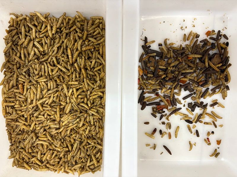 TOPSORT Selezionatore di colori per vermi della farina di insetti