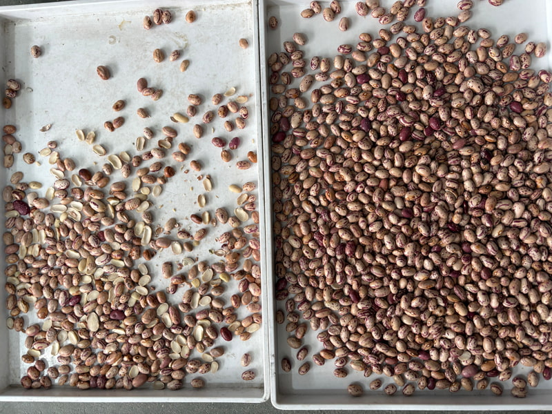 TOPSORT AI selezionatrice di colori con apprendimento profondo per fagioli rugosi e mezzi fagioli