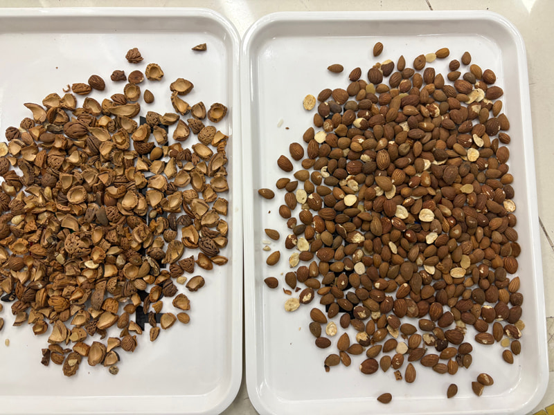 TOPSORT High accuracy almond AI color sorter with new deep learning technology
