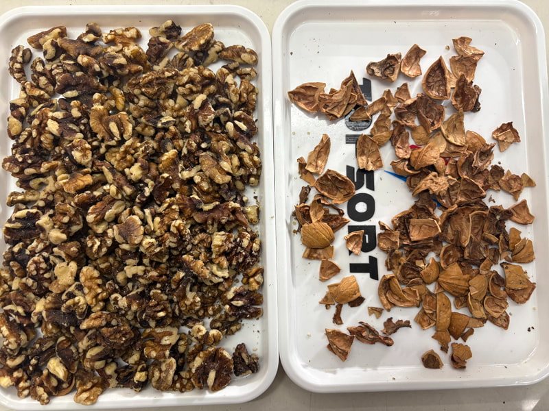 TOPSORT, selezionatore di colori a base di noce con intelligenza artificiale e telecamere ad alta risoluzione.