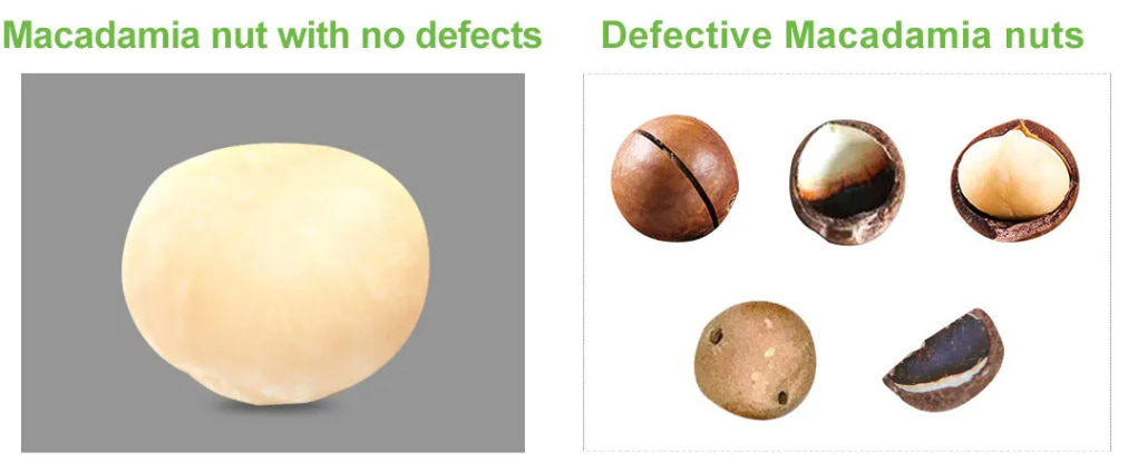 macadamia nuts color sorter